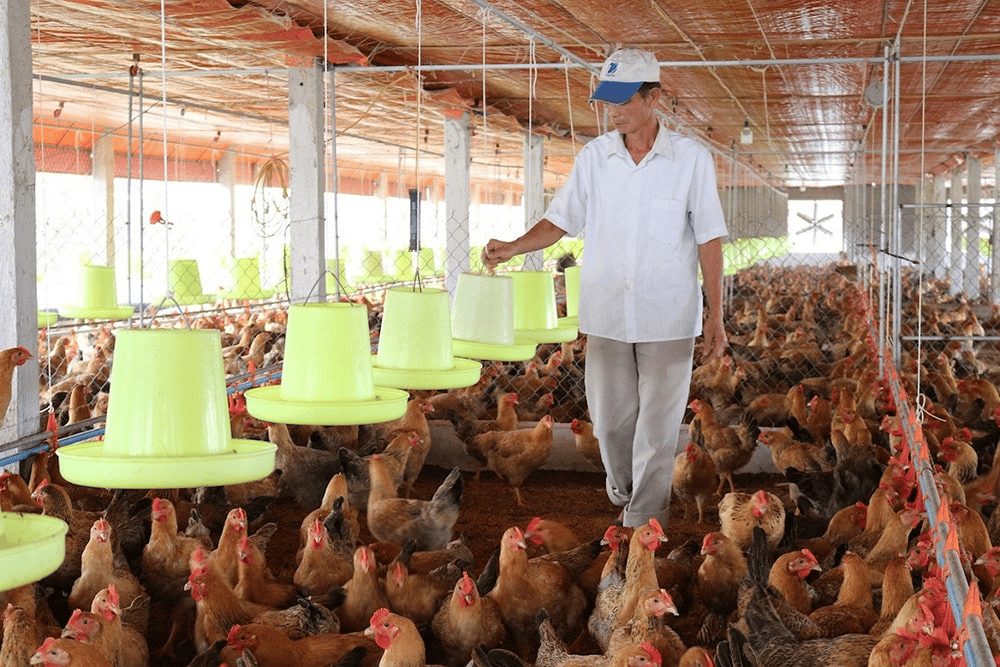 Khởi nghiệp chăn nuôi gà: Hướng dẫn từ A đến Z – Bí quyết thành công